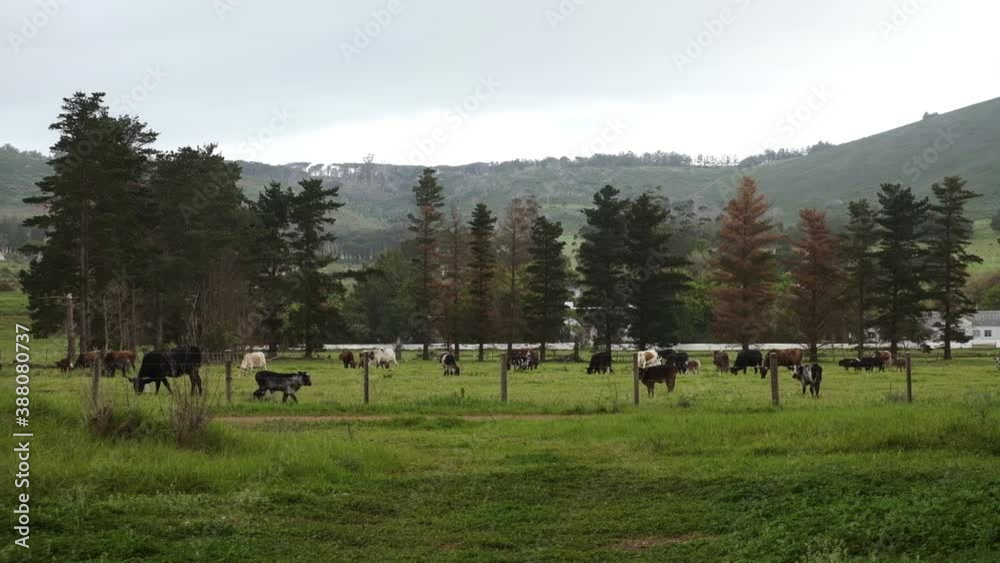 Herd of cow cattle standing grazing in Vergelegen Wine Farm overcast meadow Herd of cow cattle standing grazing in Vergelegen Wine Farm overcast meadow