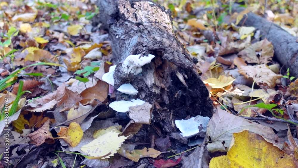 Low angle of log with leaves on a forest, no person