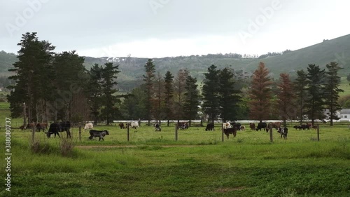 Herd of cow cattle standing grazing in Vergelegen Wine Farm overcast meadow photo