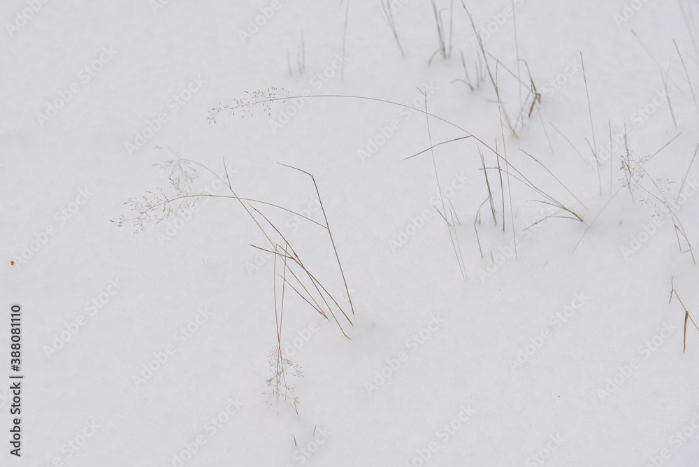 Forest plants covered by snow