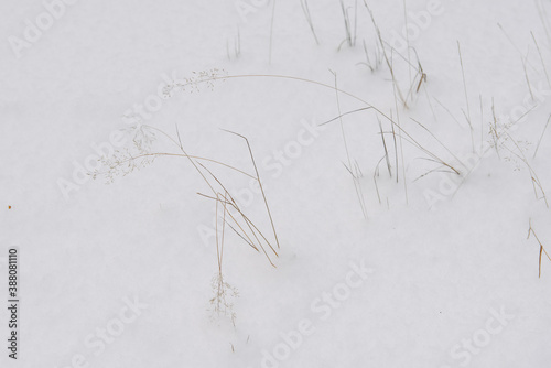Forest plants covered by snow © Grigoriy