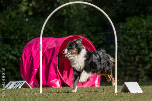Hund im Hoopers Parcour