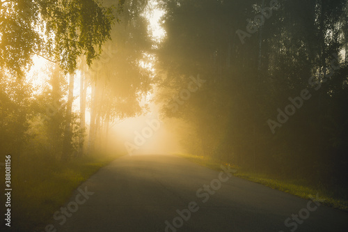 morning in the forest © Evgenii Ryzhenkov