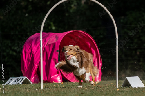 Hund im Hoopers Parcour photo