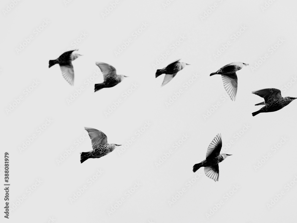 Obraz premium shadows of starlings in flight