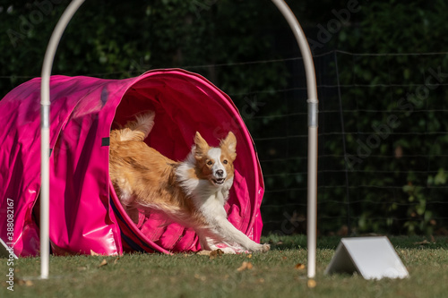 Hund im Hoopers Parcour