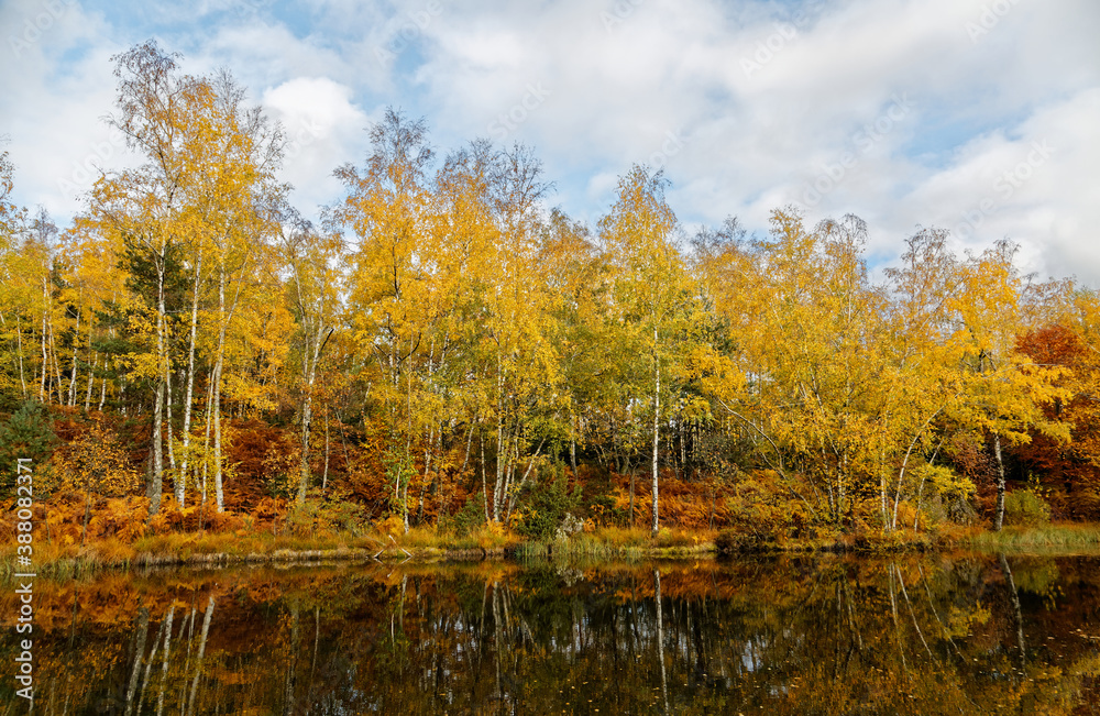 Fototapeta premium l'automne aux mille étangs