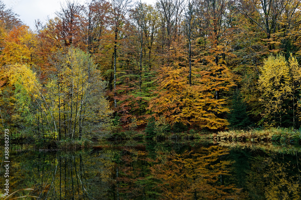 Fototapeta premium l'automne aux mille étangs