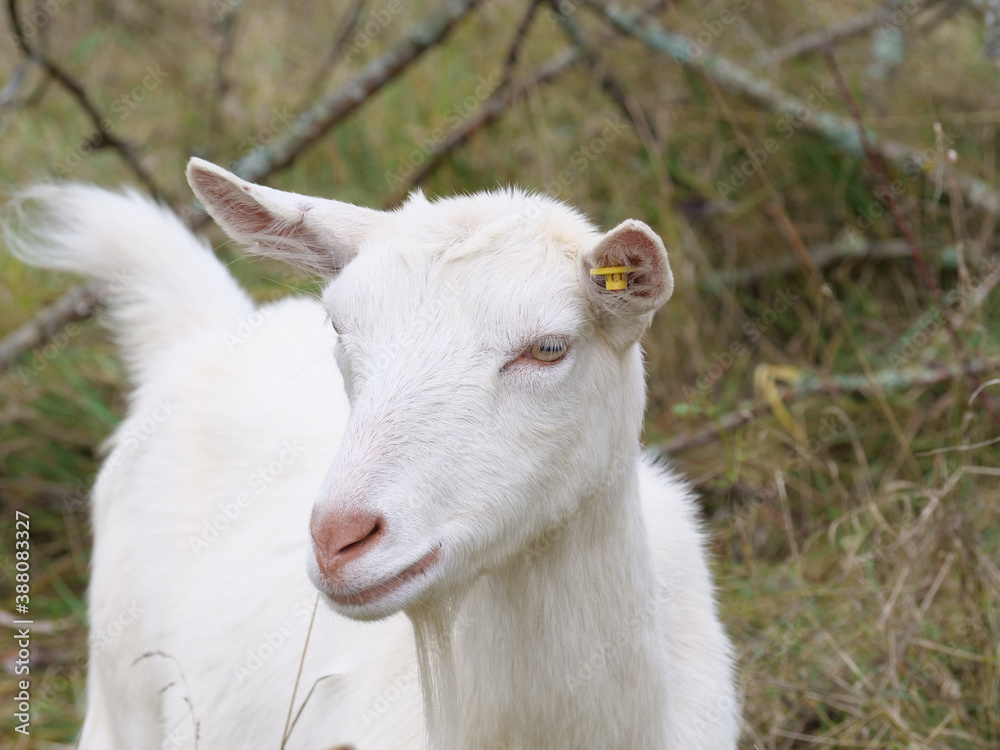 portrait of a white goat