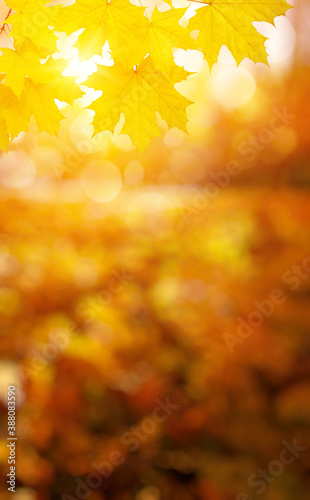  Fall blurred background.