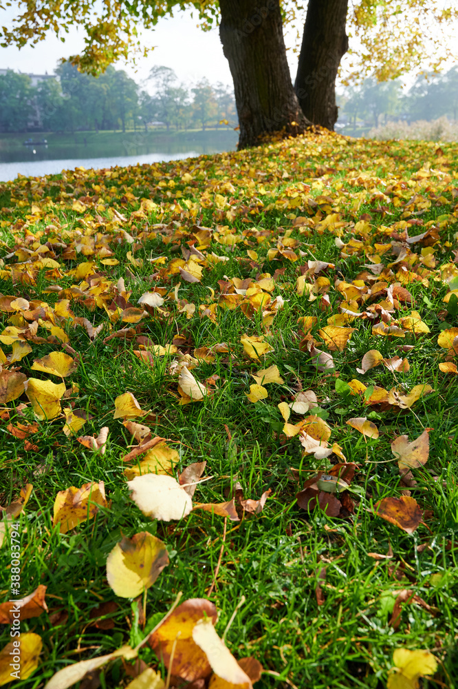 Obraz premium Nad stawem