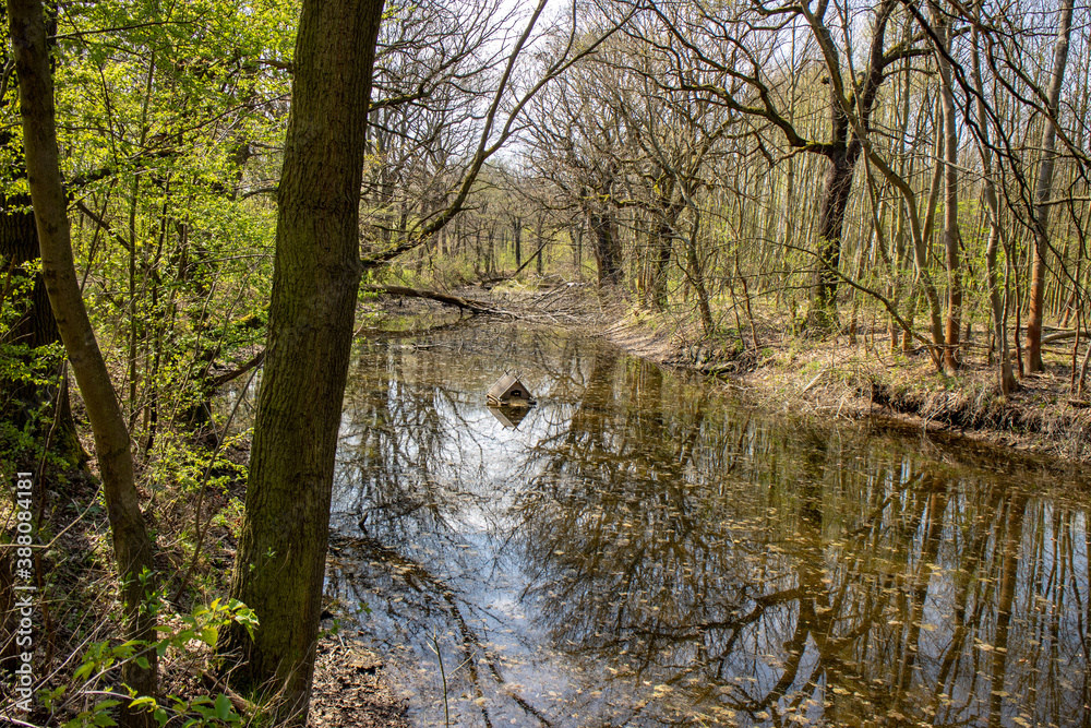 Fototapeta View from the wild jungle Leipzig Riverside Forest