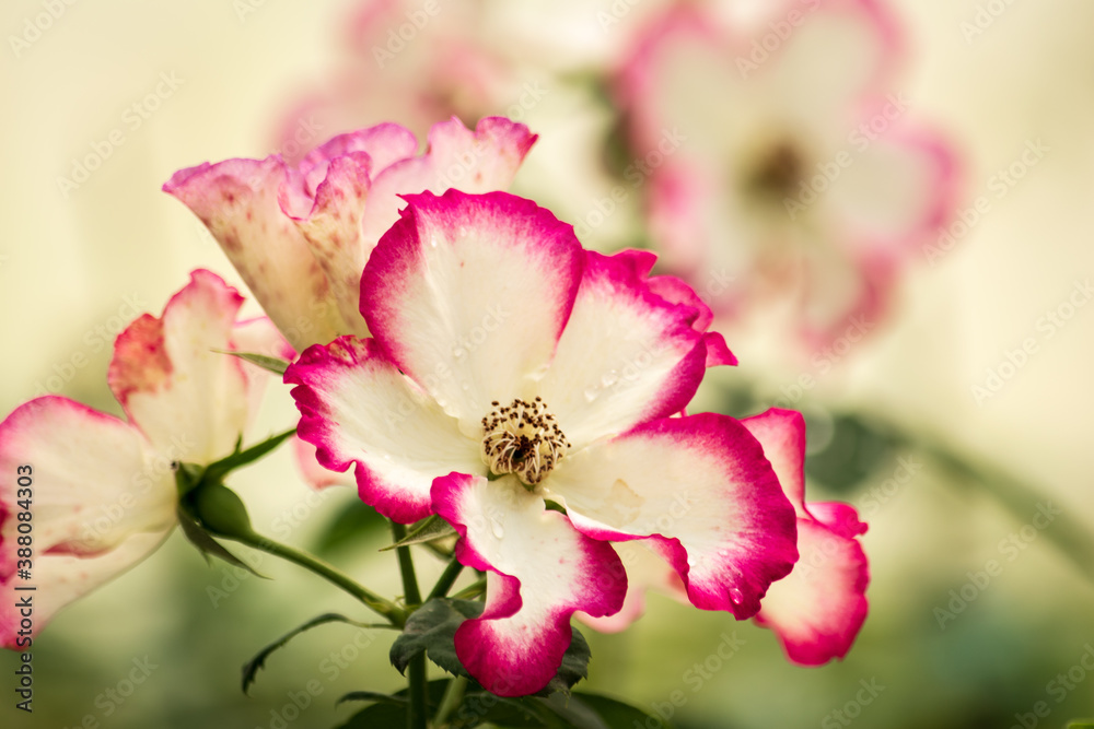 White rose with pink bordere flower after rain. With water drops. White rose with pink bordere flower after rain. With water drops.