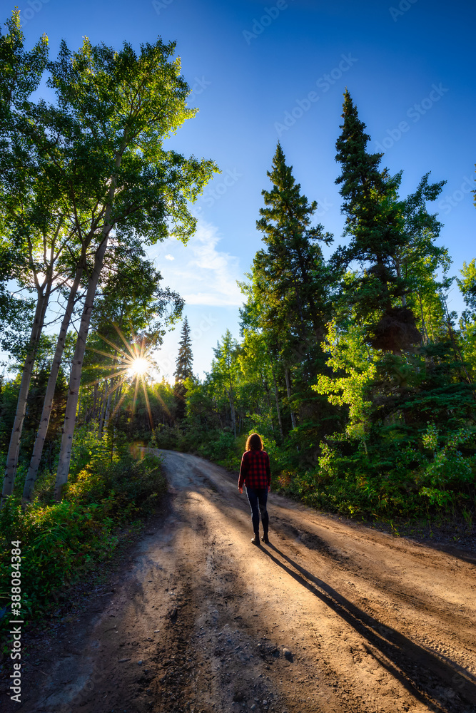Adventure Girl walking on a Dirt Road leading into the forest during a fall season sunny day. Canadian Mountain Landscape. Yukon, Canada.