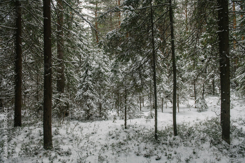 Northern forest.