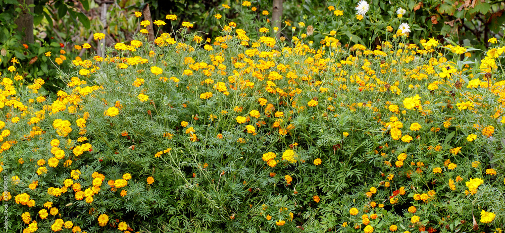 Obraz premium A view on the blossom Marigold flowers in the garden.