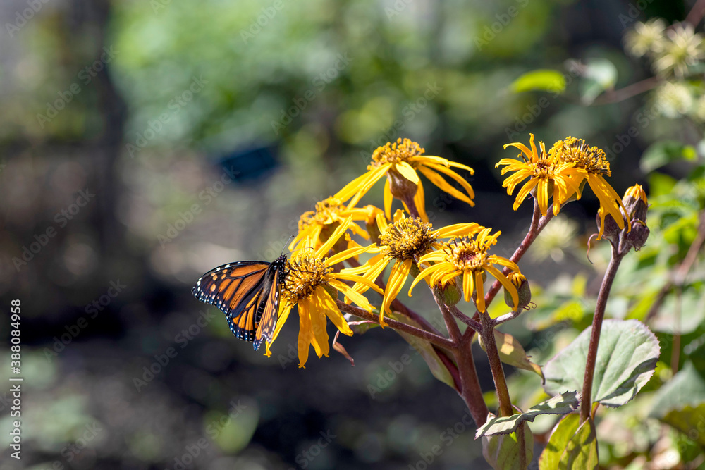 papillon monarque papillon monarque