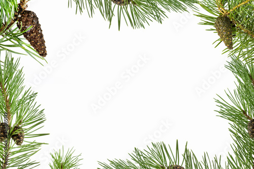 Frame of green coniferous tree with cones, white background.