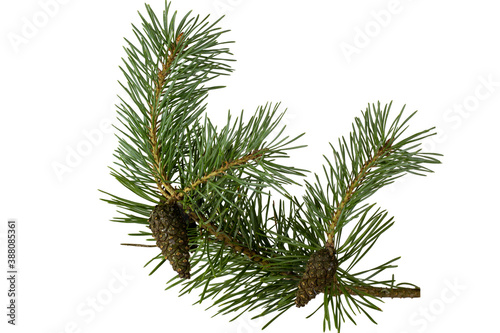 Fragment of a branch of coniferous tree with green needles and cones, isolate on white.