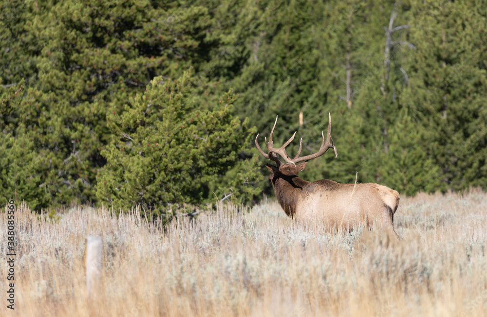 Bull Elk in the Rut in Autumn in Wyoming Bull Elk in the Rut in Autumn in Wyoming