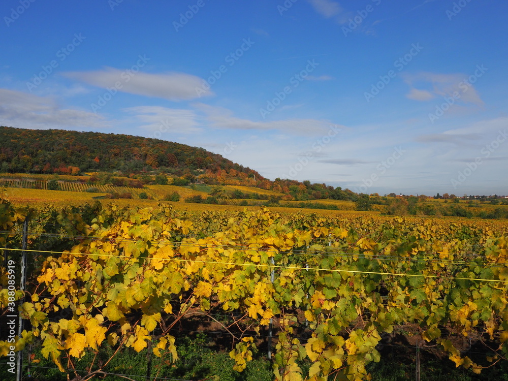 vineyards with golden leaves in the autumn sun