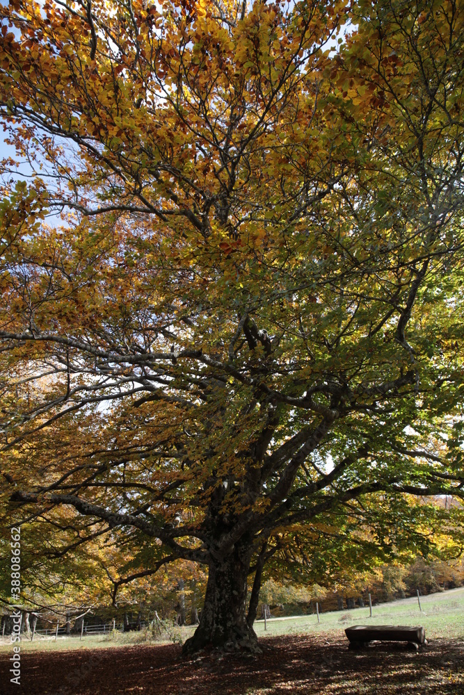 albero con panchina in autunno