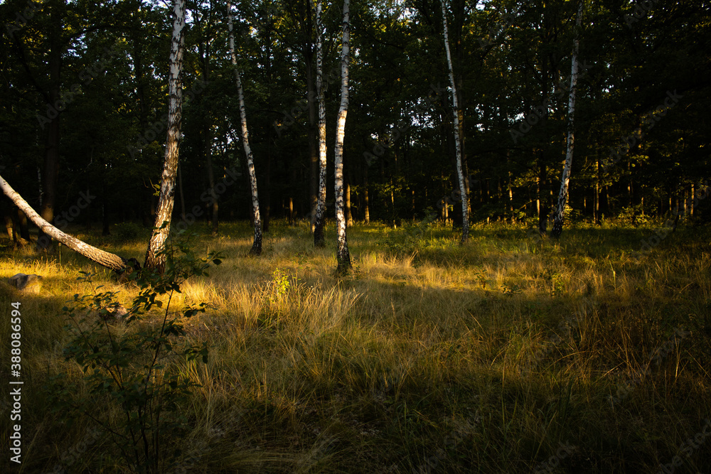 Fototapeta premium Light and shadows on the forest