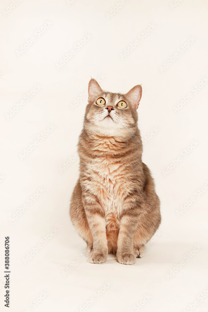 Obraz premium cat on white background