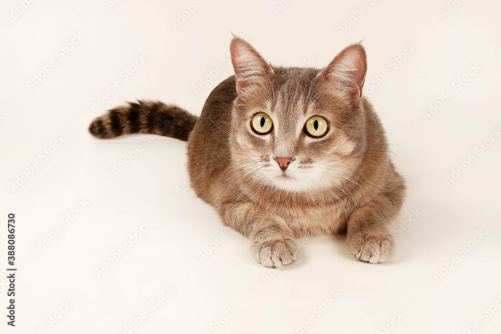 cat on white background cat on white background