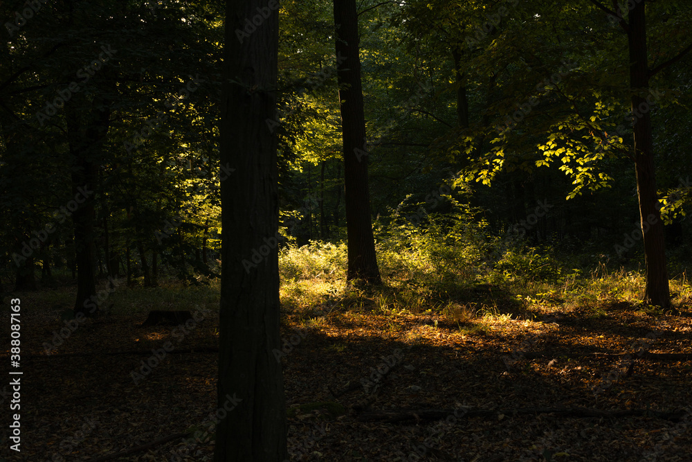 Obraz premium Morning in the forest 