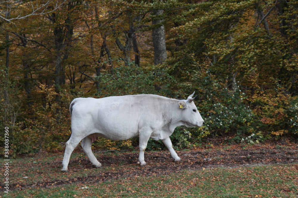 Obraz premium Mucca al pascolo 