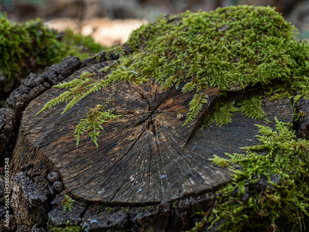 Fototapeta premium A tree cut down in a wood