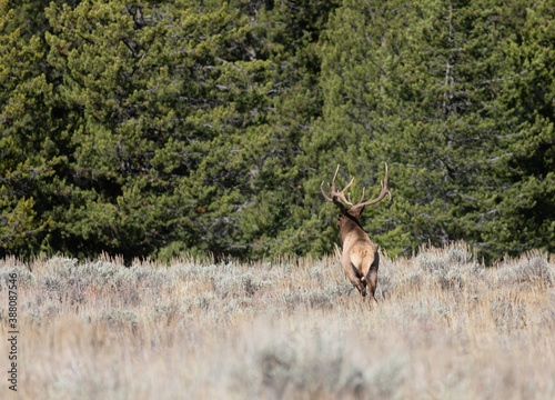 Bull Elk in the Rut in Autumn in Wyoming © natureguy