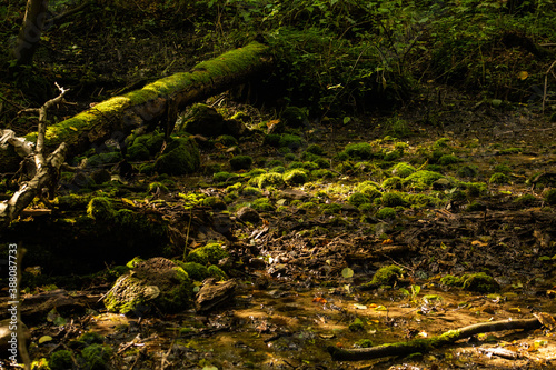 Moss on the broken tree and stones in the forest