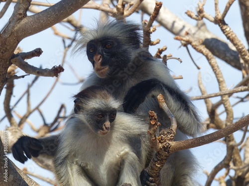 A red Colobus in close up