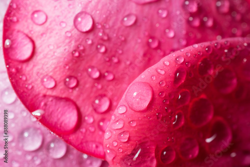 Rose petal covered with water droplets photographed with a macro lens.