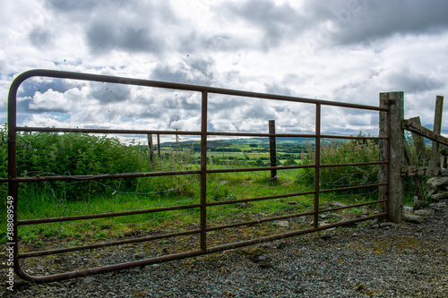 Green Meadow in Irish Countryside