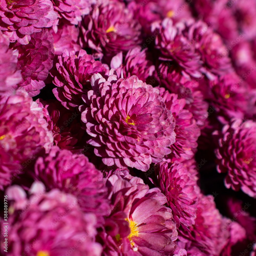 close up of dahlia close up of dahlia