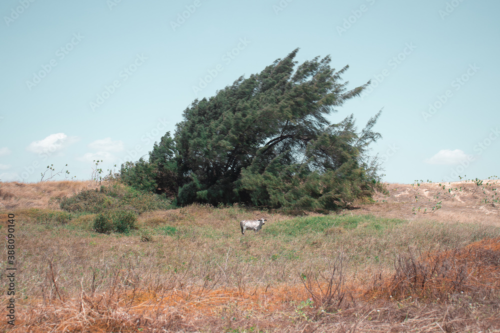 Fototapeta premium The cow and the elderly tree