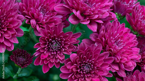 Close-up of magenta chrysanthemum flower heads