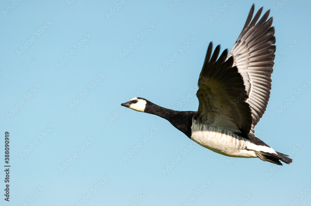 Fototapeta premium Fliegende Nonnengans