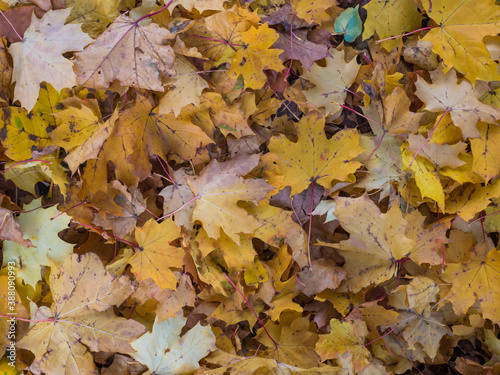 close up yellow and brown fallen wet maple and beeech tree leaves  Autumn natural background