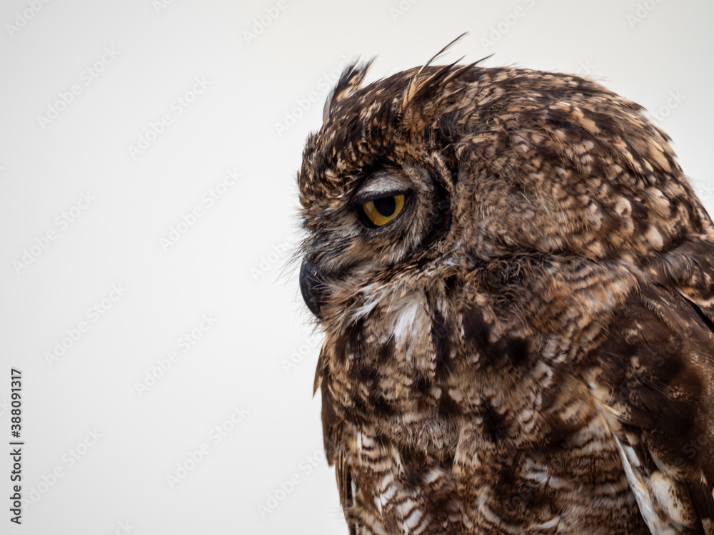 Naklejka premium The probing gaze of an owl