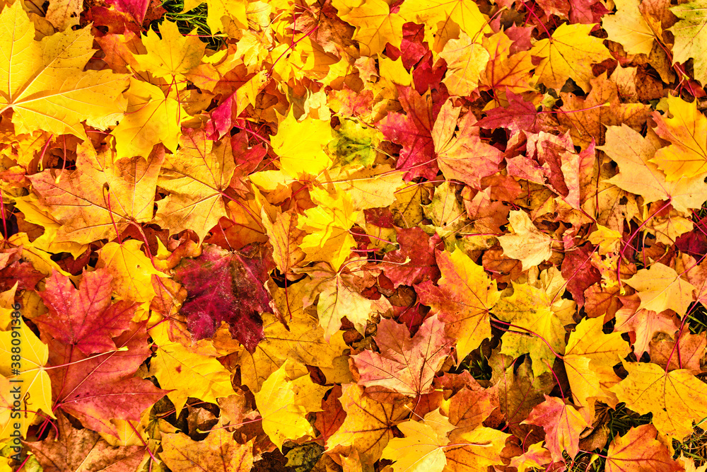 Colorful maple leaves background Colorful maple leaves background