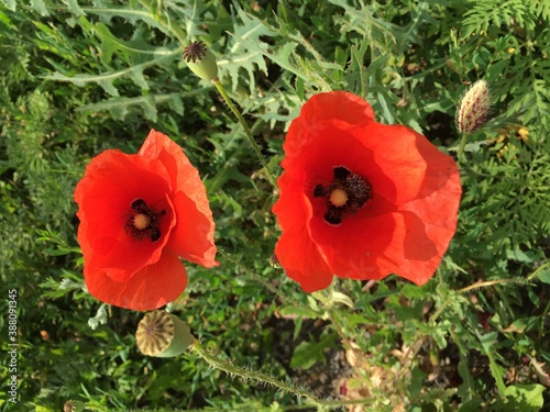 red poppies flowers field