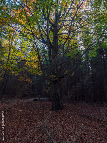 dark mysterious autumn deciduous forest with old big beech tree with colorful leaves and ground covered with fallen leaves. Seasonal nature background