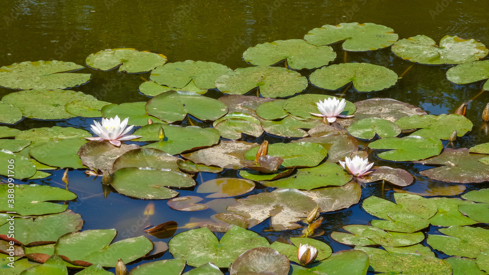 Water lilies on a pond with dark green water Water lilies on a pond with dark green water
