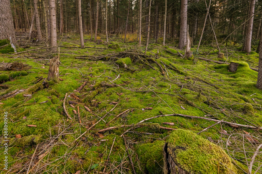 Mit Moos überzogener Waldboden und Moos auf den Resten der Bäume Mit Moos überzogener Waldboden und Moos auf den Resten der Bäume