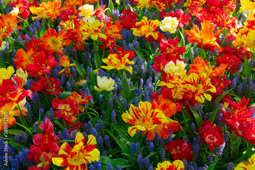 Fototapeta Tulips and bluebell flowerbed