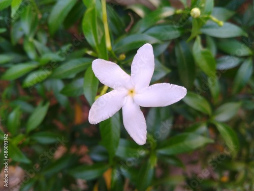 White Jasmine Flower © Retesh